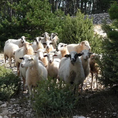 Oda ve Kahvaltı Eola Leisure
